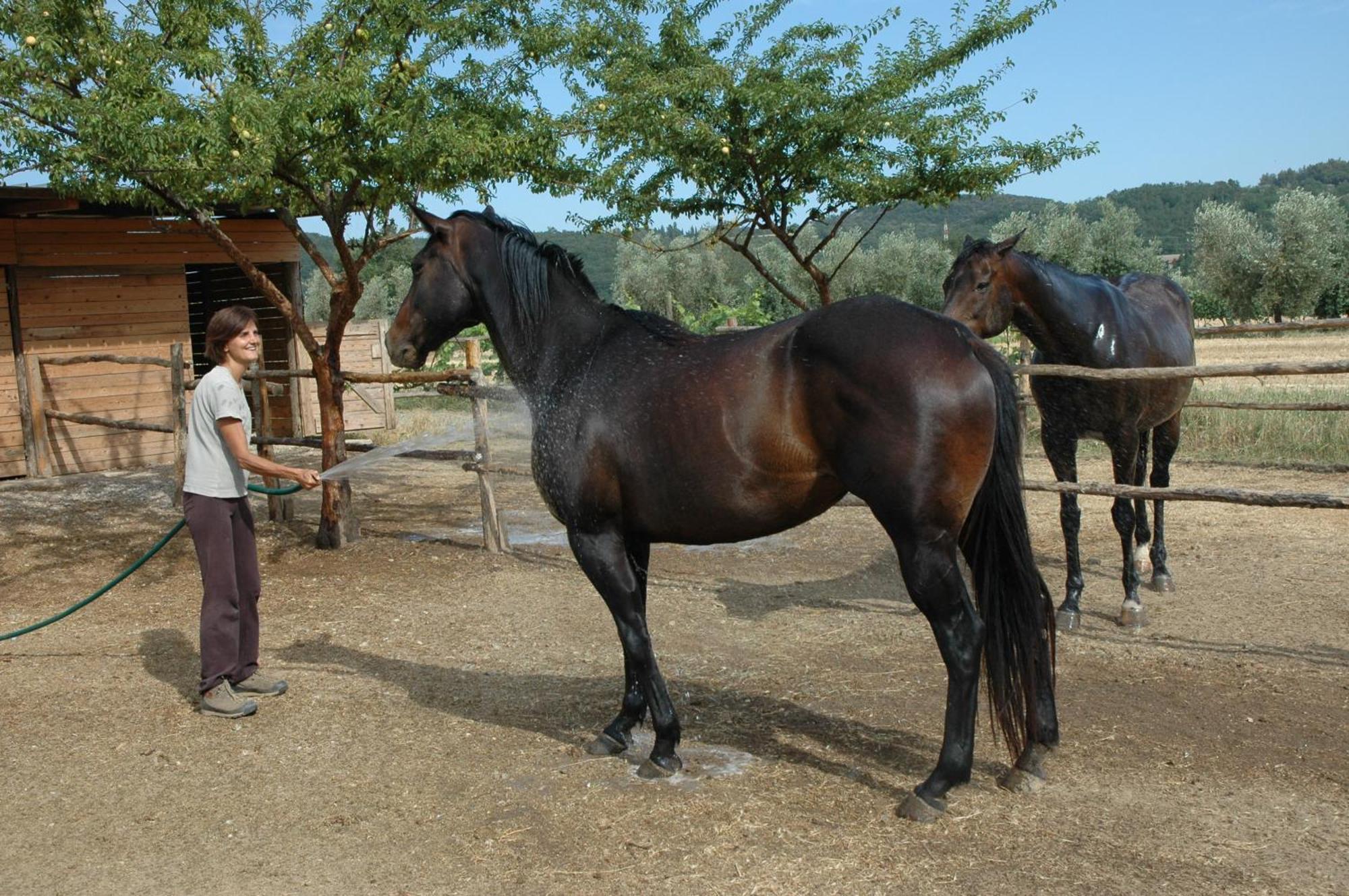 Agriturismo Le Piane Del Milia Suvereto Εξωτερικό φωτογραφία